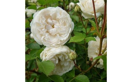 【Apple Roses】バラ苗『ノーブル・ハート』大苗6号ポット植え [52210969]