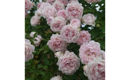 【Apple Roses】バラ苗『ハルシオン』大苗6号ポット植え [52210970]