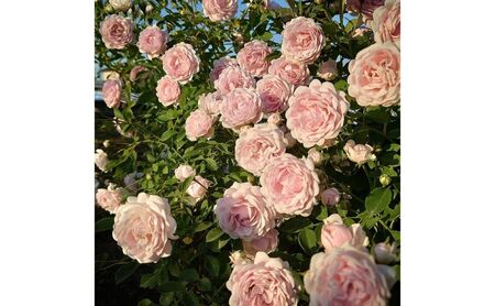 【Apple Roses】バラ苗『ハルシオン』大苗6号ポット植え [52210970]