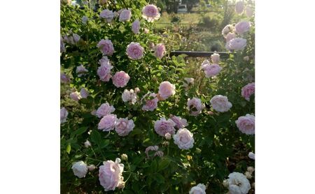 【Apple Roses】バラ苗『ハルシオン』大苗6号ポット植え [52210970]