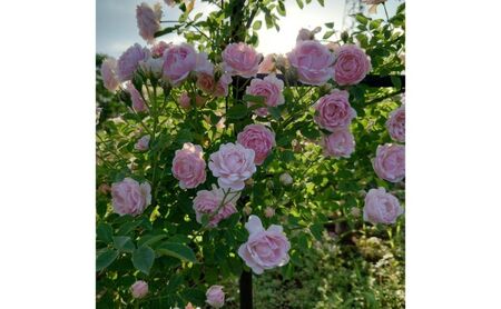 【Apple Roses】バラ苗『ハルシオン』大苗6号ポット植え [52210970]