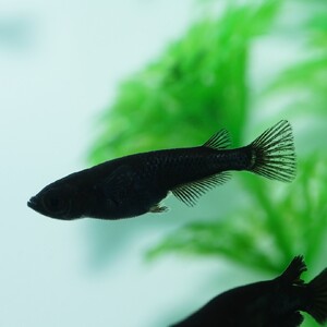 メダカ「オロチ」4匹セット[52210996]