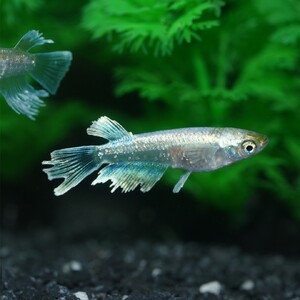 メダカ「エメキン」4匹セット[52210998]