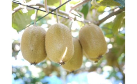 マキノキ園のキウイフルーツ【ヘイワード】4kg箱[52210462] 