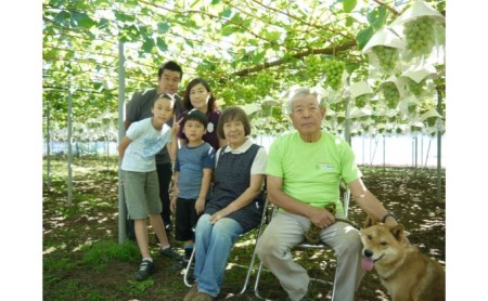 マキノキ園のキウイフルーツ【ヘイワード】4kg箱[52210462] 