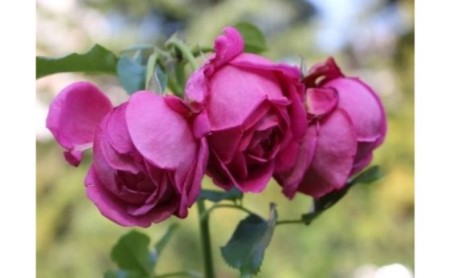 【Apple Roses】バラ苗『マイスタージンガー』大苗6号ポット植え[52210518] 花 薔薇 ばら お花 