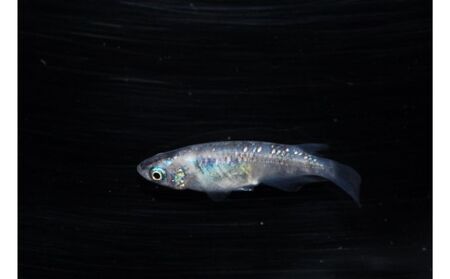 メダカ「紅灯系白虎(べにあかりけいびゃっこ)」5匹セット[52210546] 生き物生き物 