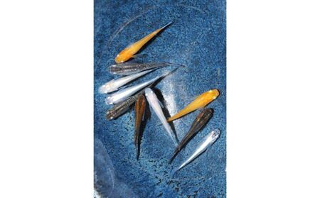メダカ ミックス10匹セット[52210551] 生き物生き物 