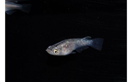 メダカ ミックス10匹セット[52210551] 生き物生き物 