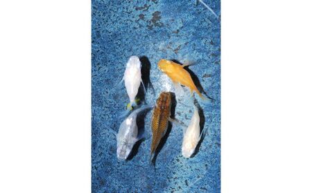 メダカ「ダルマメダカ」 ミックス5匹セット[52210550] 生き物生き物 