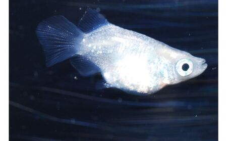 メダカ「ダルマメダカ」 ミックス5匹セット[52210550] 生き物生き物 