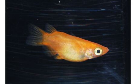 メダカ「ダルマメダカ」 ミックス5匹セット[52210550] 生き物生き物 