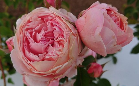 【Apple Roses】バラ苗『アルカーナ』大苗6号ポット植え[52210661] 苗木 バラの苗木 オリジナル品種 淡いピンク 