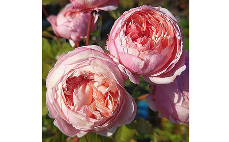 【Apple Roses】バラ苗『アルカーナ』大苗6号ポット植え[52210661] 苗木 バラの苗木 オリジナル品種 淡いピンク 