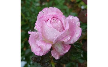 【Apple Roses】バラ苗『ラフ・メイカー』大苗6号ポット植え 苗木 植物 