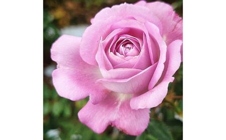 【Apple Roses】バラ苗『ラフ・メイカー』大苗6号ポット植え 苗木 植物 