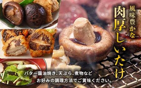 【先行予約】原木栽培 生椎茸 約900g 里の恵 しいたけ シイタケ きのこ キノコ 椎茸 野菜 F21W-259