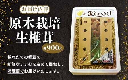 【先行予約】原木栽培 生椎茸 約900g 里の恵 しいたけ シイタケ きのこ キノコ 椎茸 野菜 F21W-259