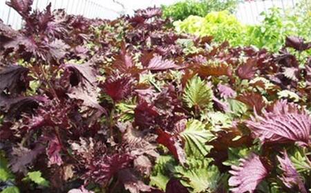 北海道今金産紫蘇ジュース500ml 北海道産 しそ シソ 赤しそ 青しそ ドリンク F21W-424