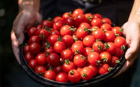 半島食堂『十八番』ギフトセット 米粉 麺 パスタソース ボロネーゼ ラー油 レトルト 簡単 時短 手軽 F21W-480