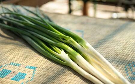 半島食堂『十八番』ギフトセット 米粉 麺 パスタソース ボロネーゼ ラー油 レトルト 簡単 時短 手軽 F21W-480