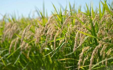 半島食堂『十八番』ギフトセット 米粉 麺 パスタソース ボロネーゼ ラー油 レトルト 簡単 時短 手軽 F21W-480