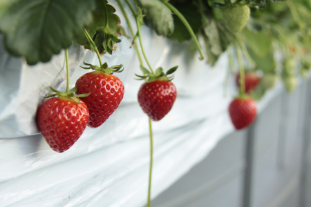 発送1月～【先行受付】「あまりん」＆「天使のいちご」300～350ｇ　あまりん 