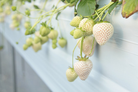 発送1月～【先行受付】「あまりん」＆「天使のいちご」300～350ｇ　あまりん 