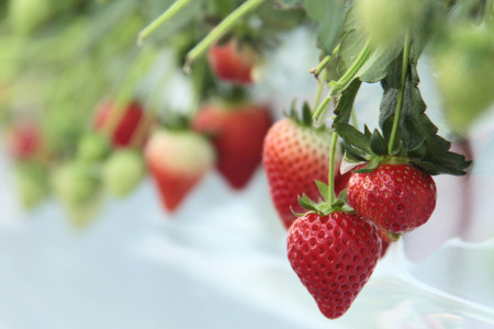 発送1月～【先行受付】あまりん 350～400g（松）　いちご あまりん いちご