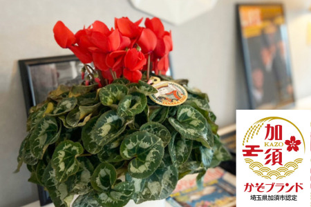 加須産シクラメン　５号鉢　受け皿セット 【赤系】 [A-32-1]　シクラメン