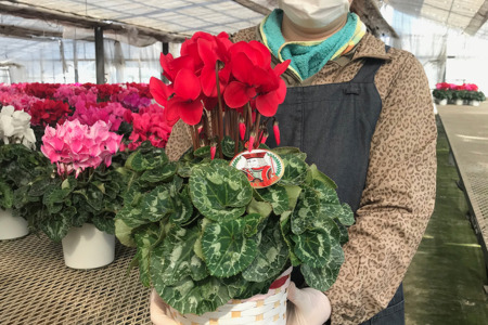 加須産シクラメン　５号鉢　受け皿セット 【赤系】 [A-32-1]　シクラメン