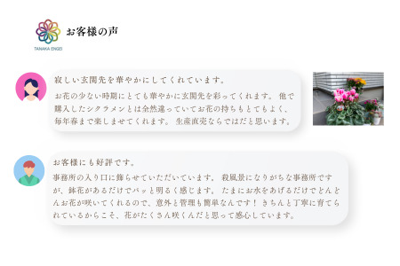 加須産シクラメン　５号鉢　受け皿セット 【赤系】 [A-32-1]　シクラメン