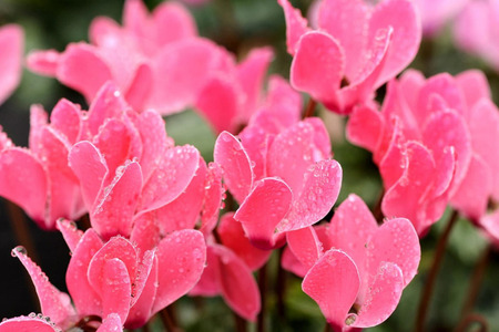 加須産シクラメン　５号鉢　受け皿セット 【ピンク系】 [A-32-2]　シクラメン