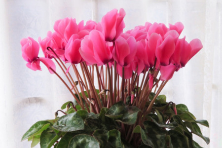 加須産シクラメン　８号鉢　受け皿セット　【おまかせ】 [B-13]　シクラメン