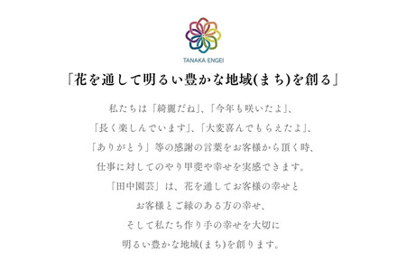 加須産シクラメン　８号鉢　受け皿セット　【おまかせ】 [B-13]　シクラメン