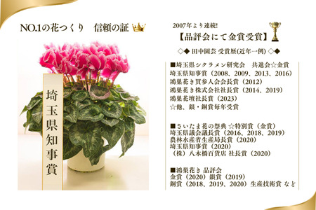 加須産シクラメン　８号鉢　受け皿セット　【おまかせ】 [B-13]　シクラメン