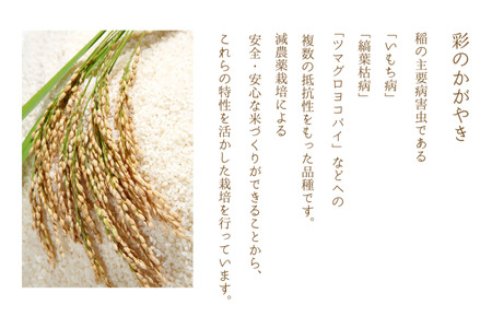 【令和７年産】加須市産　彩のかがやき・彩のきずな　精米10kg（各5 kg）