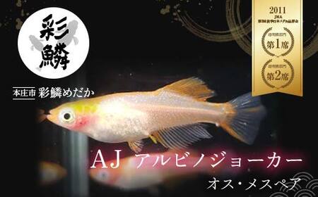 《当店作出品種》 彩鱗めだか ＜AJ (アルビノジョーカー)＞ めだか メダカ 飼育 ペット 鑑賞 魚 動物 生き物 関東  F5K-076
