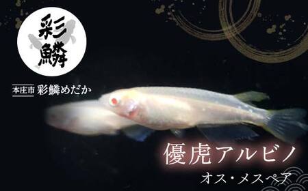 《当店作出品種》 彩鱗めだか ＜優虎アルビノ＞ めだか メダカ 飼育 ペット 鑑賞 魚 動物 生き物 関東  F5K-078