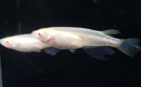 《当店作出品種》 彩鱗めだか ＜優虎アルビノ＞ めだか メダカ 飼育 ペット 鑑賞 魚 動物 生き物 関東  F5K-078