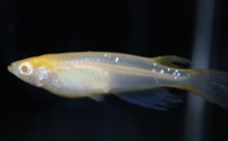 《当店作出品種》 彩鱗めだか ＜優虎アルビノ＞ めだか メダカ 飼育 ペット 鑑賞 魚 動物 生き物 関東  F5K-078