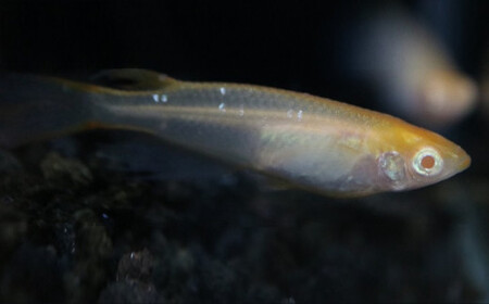 《当店作出品種》 彩鱗めだか ＜優虎アルビノ＞ めだか メダカ 飼育 ペット 鑑賞 魚 動物 生き物 関東  F5K-078