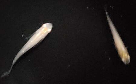 《当店作出品種》 彩鱗めだか ＜優虎アルビノ＞ めだか メダカ 飼育 ペット 鑑賞 魚 動物 生き物 関東  F5K-078