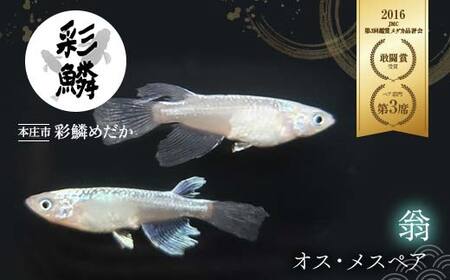 《当店作出品種》 彩鱗めだか ＜翁＞ めだか メダカ 飼育 ペット 鑑賞 魚 動物 生き物 関東  F5K-080