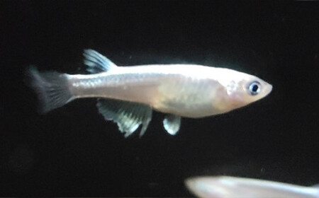 《当店作出品種》 彩鱗めだか ＜翁＞ めだか メダカ 飼育 ペット 鑑賞 魚 動物 生き物 関東  F5K-080