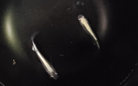 《当店作出品種》 彩鱗めだか ＜翁＞ めだか メダカ 飼育 ペット 鑑賞 魚 動物 生き物 関東  F5K-080