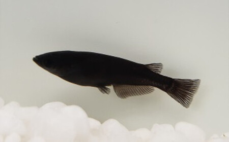 《当店作出品種》 彩鱗めだか ＜はにぽんブラック＞ めだか メダカ 飼育 ペット 鑑賞 魚 動物 生き物 関東  F5K-081