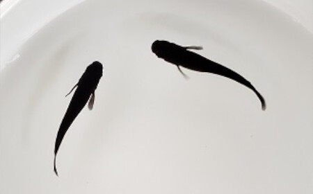 《当店作出品種》 彩鱗めだか ＜はにぽんブラック＞ めだか メダカ 飼育 ペット 鑑賞 魚 動物 生き物 関東  F5K-081