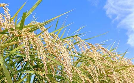 ≪2025年先行予約≫ 埼玉県 令和7年産 金芽米 4kg(2kg×2) 無洗米 白米 米 お米 ごはん 食品 ヘルシー カロリーオフ 糖質オフ 埼玉県 本庄市 F5K-535