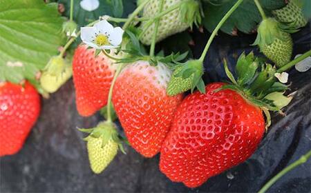 ≪先行予約≫埼玉県産 いちご あまりん 150g×4パック 2026年1月上旬から順次発送 苺 いちご ストロベリー 冬 果実 果物 くだもの フルーツ 話題 ブランド 甘い あまい デザート 贈答 贈り物 プレゼント ギフト 家庭 自宅 埼玉県 本庄市 F5K-538